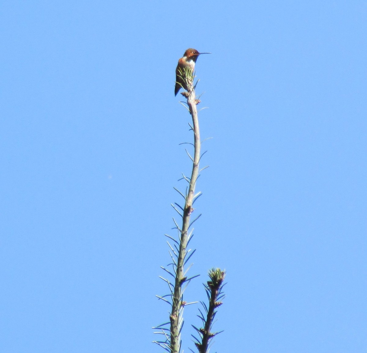 Rufous Hummingbird - ML616314567