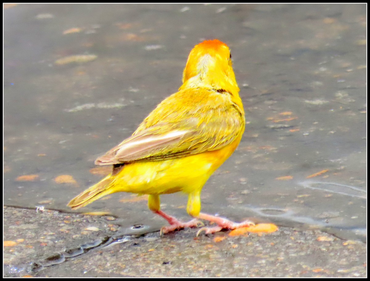 Orange-fronted Yellow-Finch - ML616314596