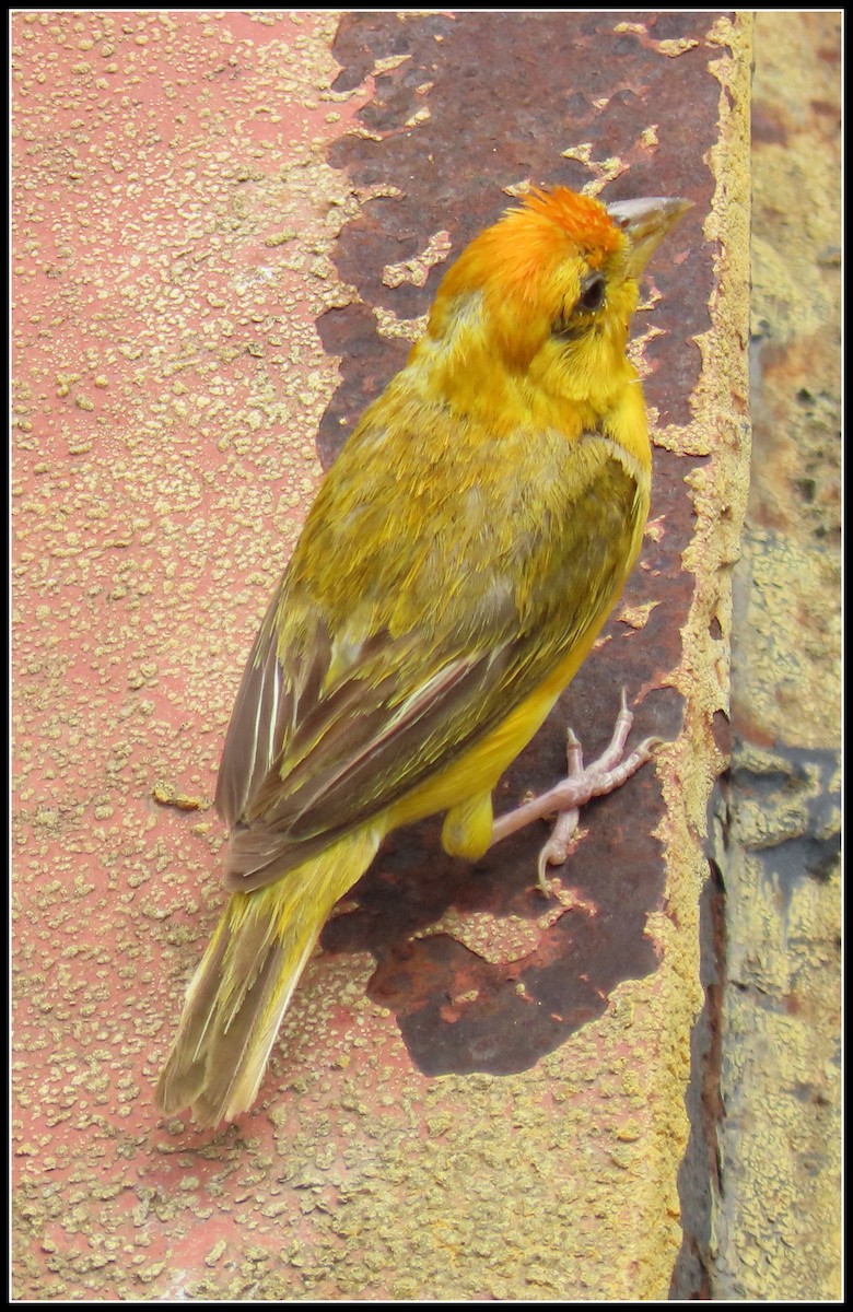 Orange-fronted Yellow-Finch - ML616314597