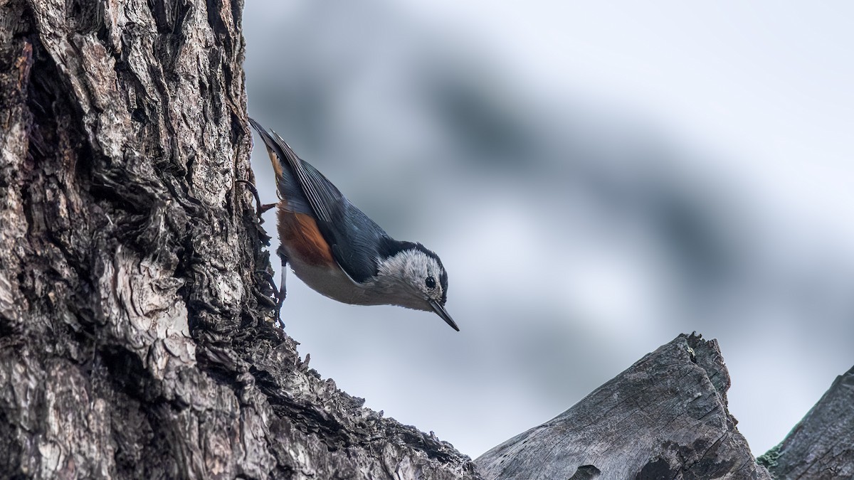White-cheeked Nuthatch - ML616314604