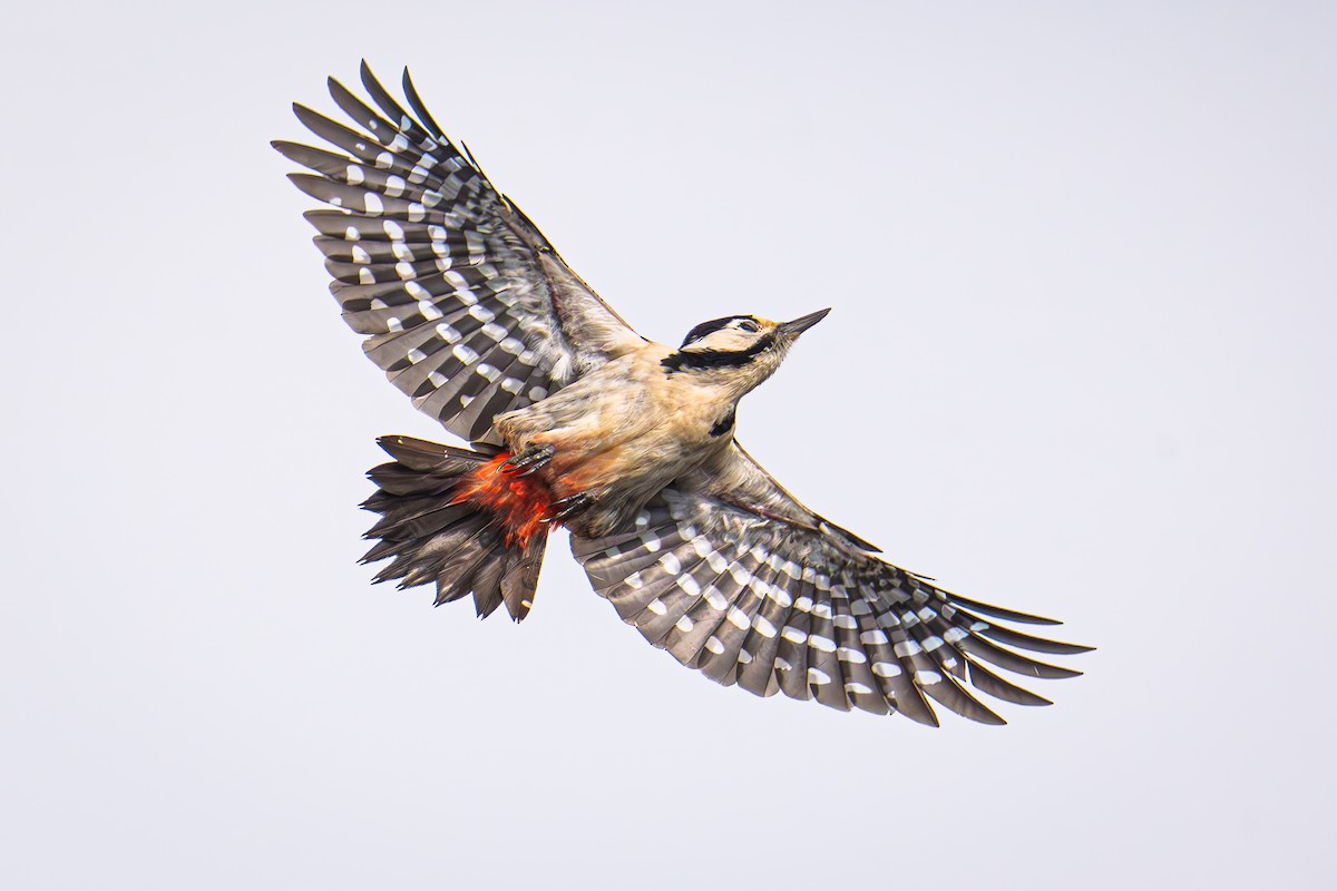 Syrian Woodpecker - ML616314621