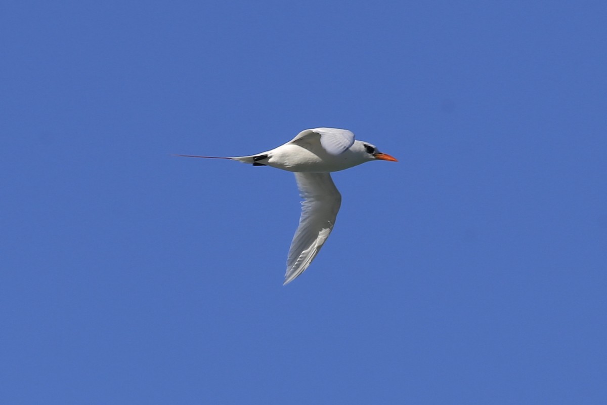 Red-tailed Tropicbird - ML616314656