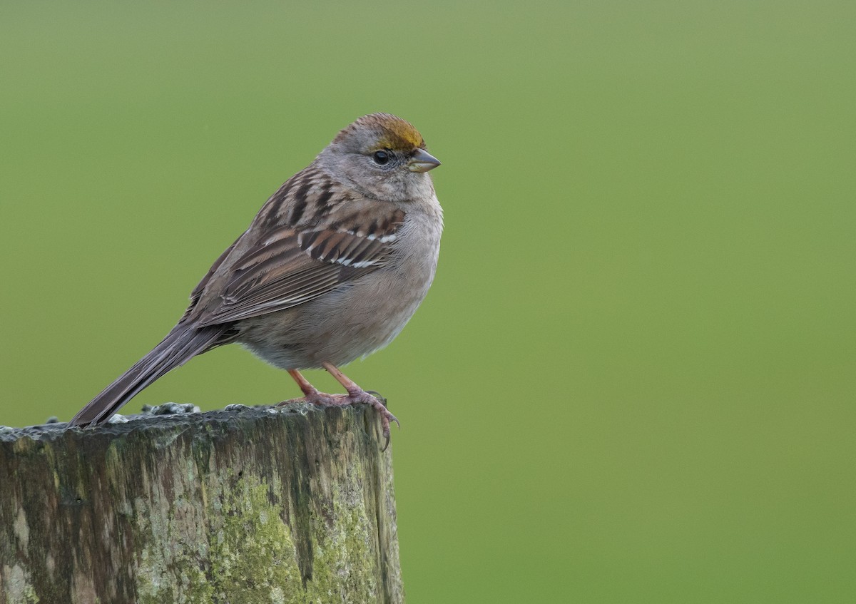 Golden-crowned Sparrow - ML616314751