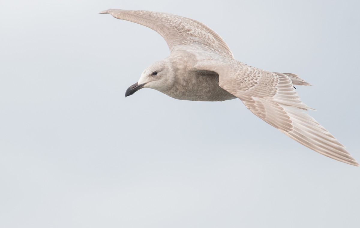 Glaucous-winged Gull - Jack Parlapiano