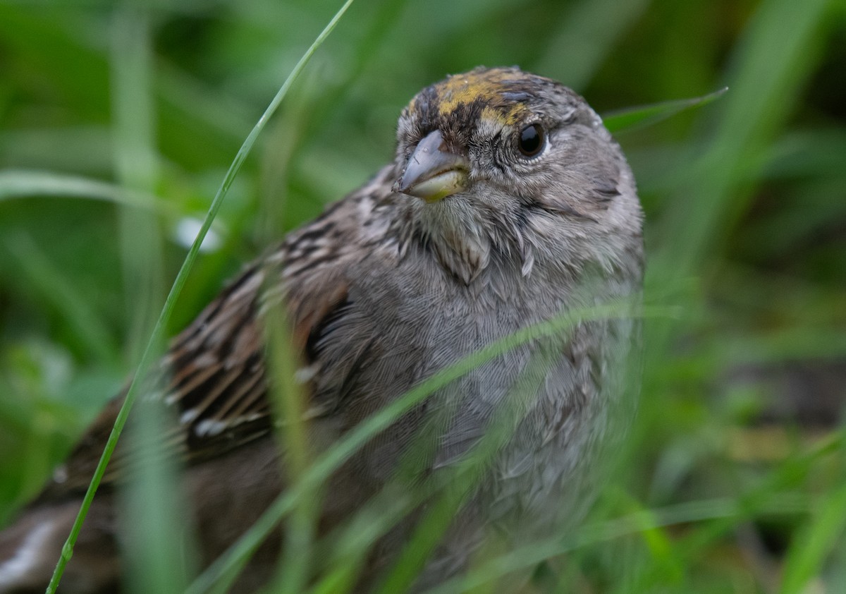 Golden-crowned Sparrow - Jack Parlapiano