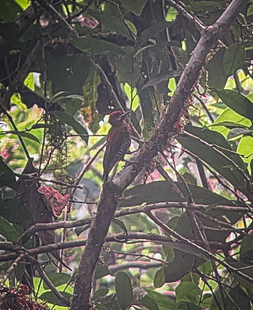 Stripe-cheeked Woodpecker - Rogers "Caribbean Naturalist" Morales