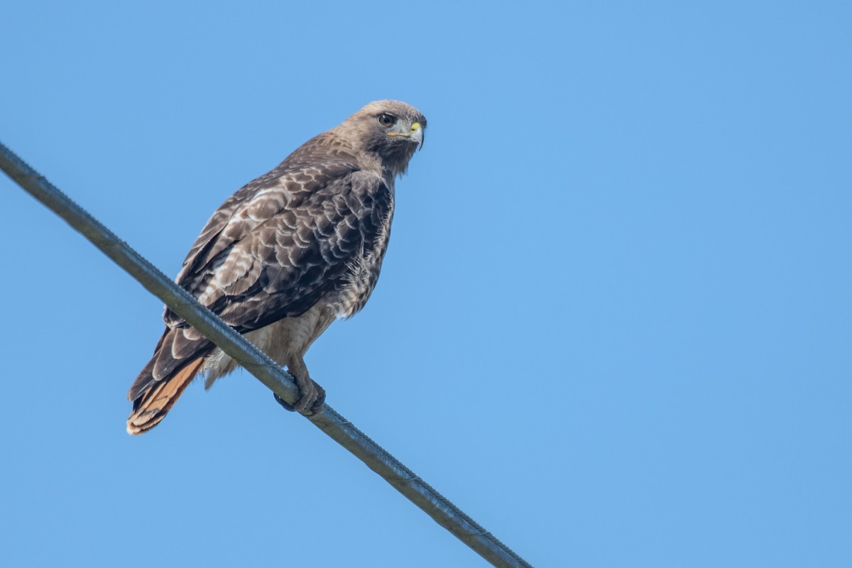 Red-tailed Hawk - ML616314916