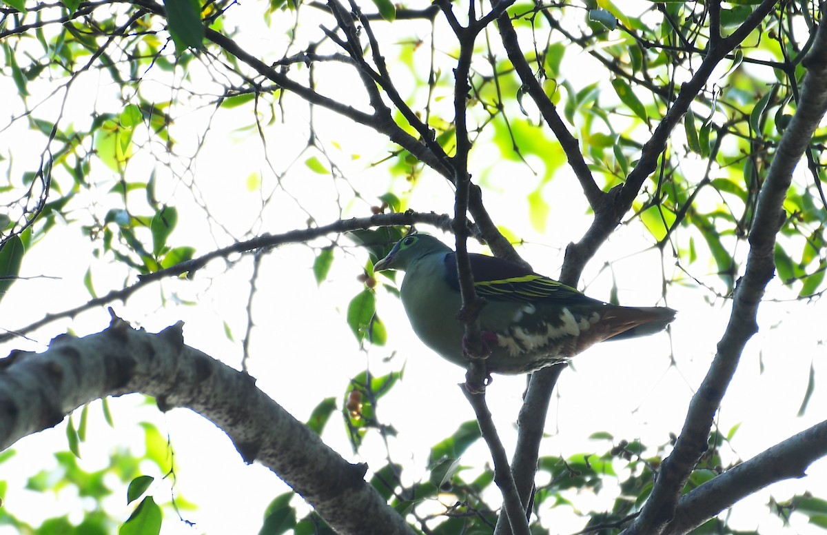 Thick-billed Green-Pigeon - ML616314998