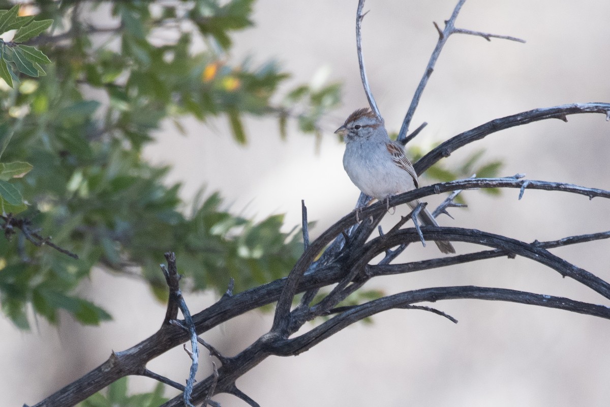 Rufous-winged Sparrow - ML616315011