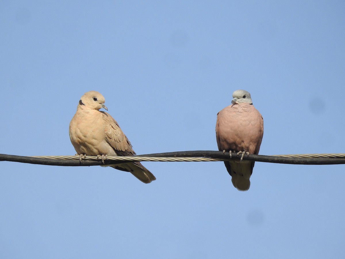 Red Collared-Dove - ML616315052