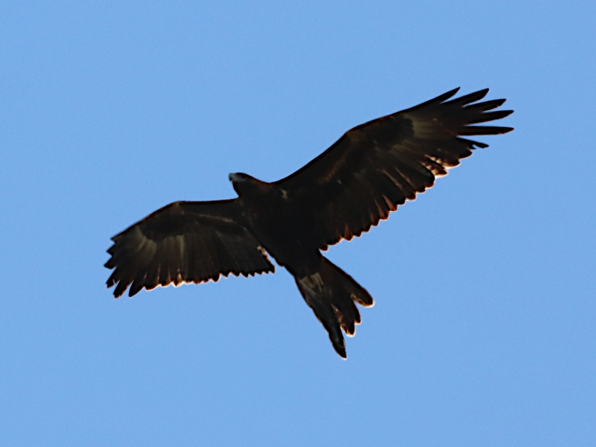 Wedge-tailed Eagle - ML616315144