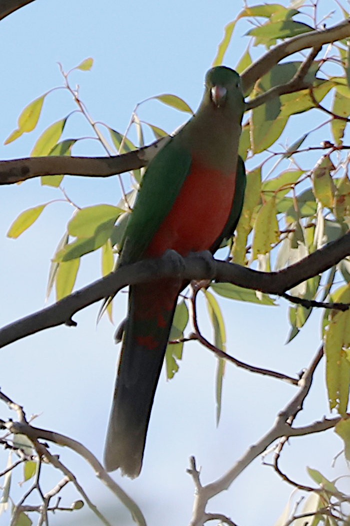 Australian King-Parrot - ML616315147