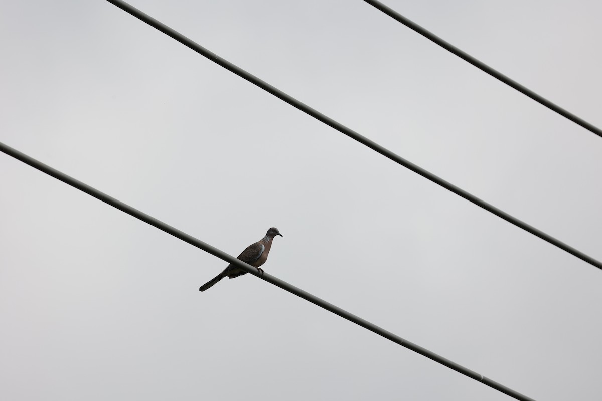 Spotted Dove (Eastern) - ML616315174