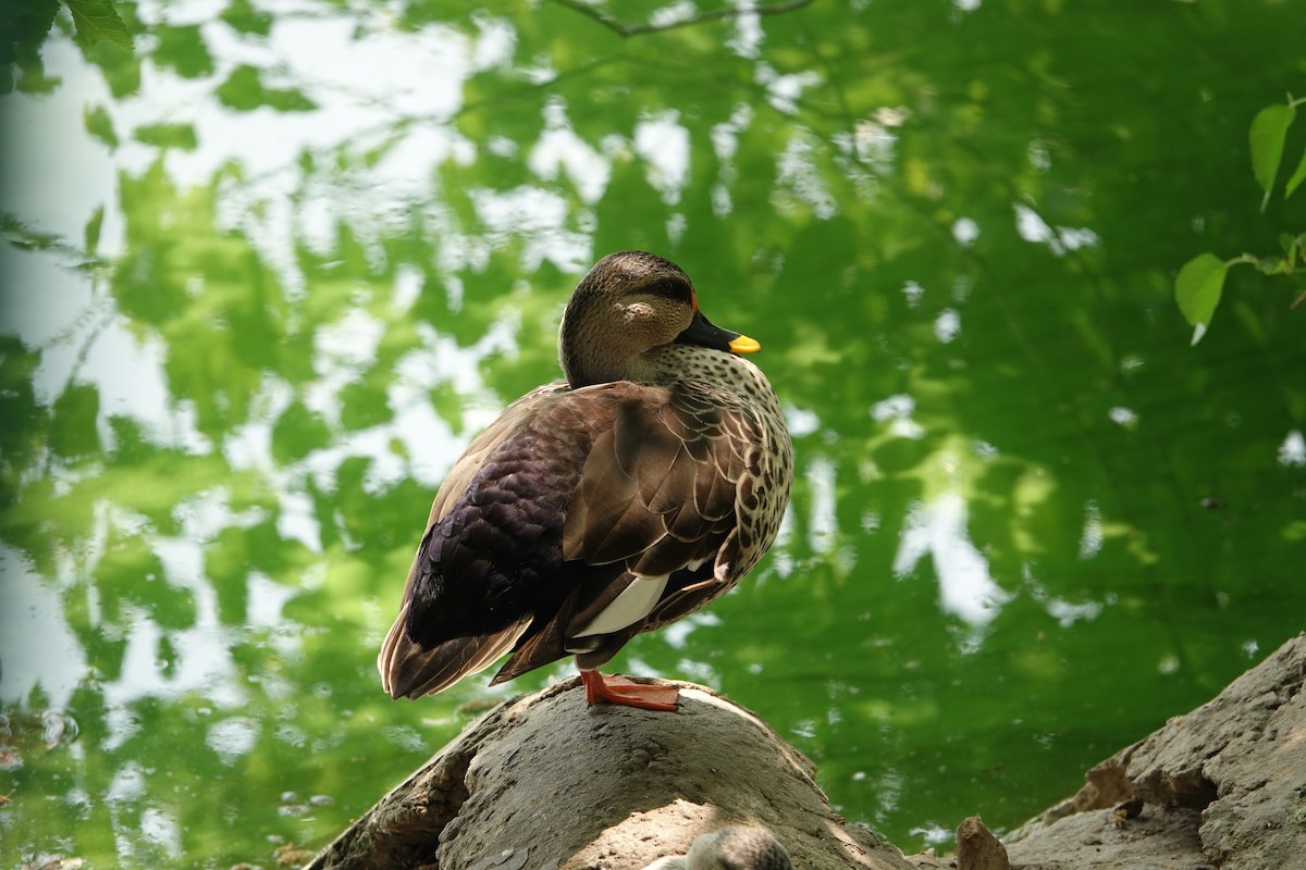 Indian Spot-billed Duck - ML616315201