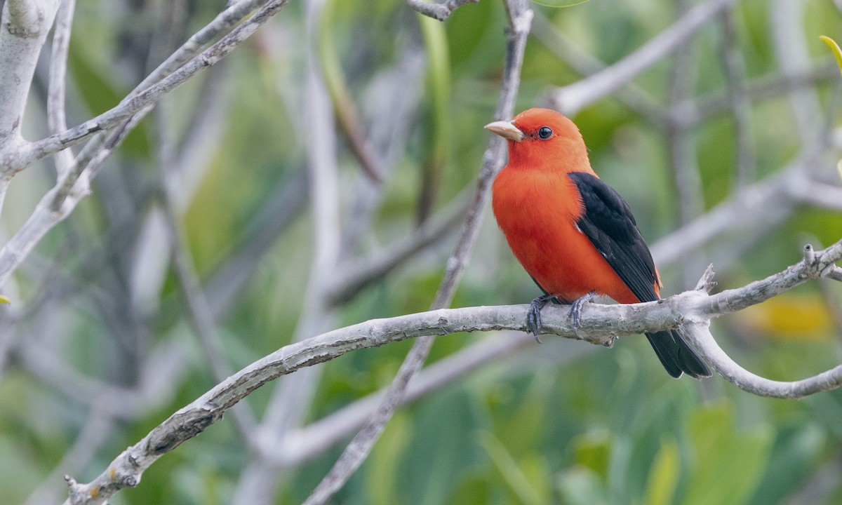 Scarlet Tanager - ML616315284