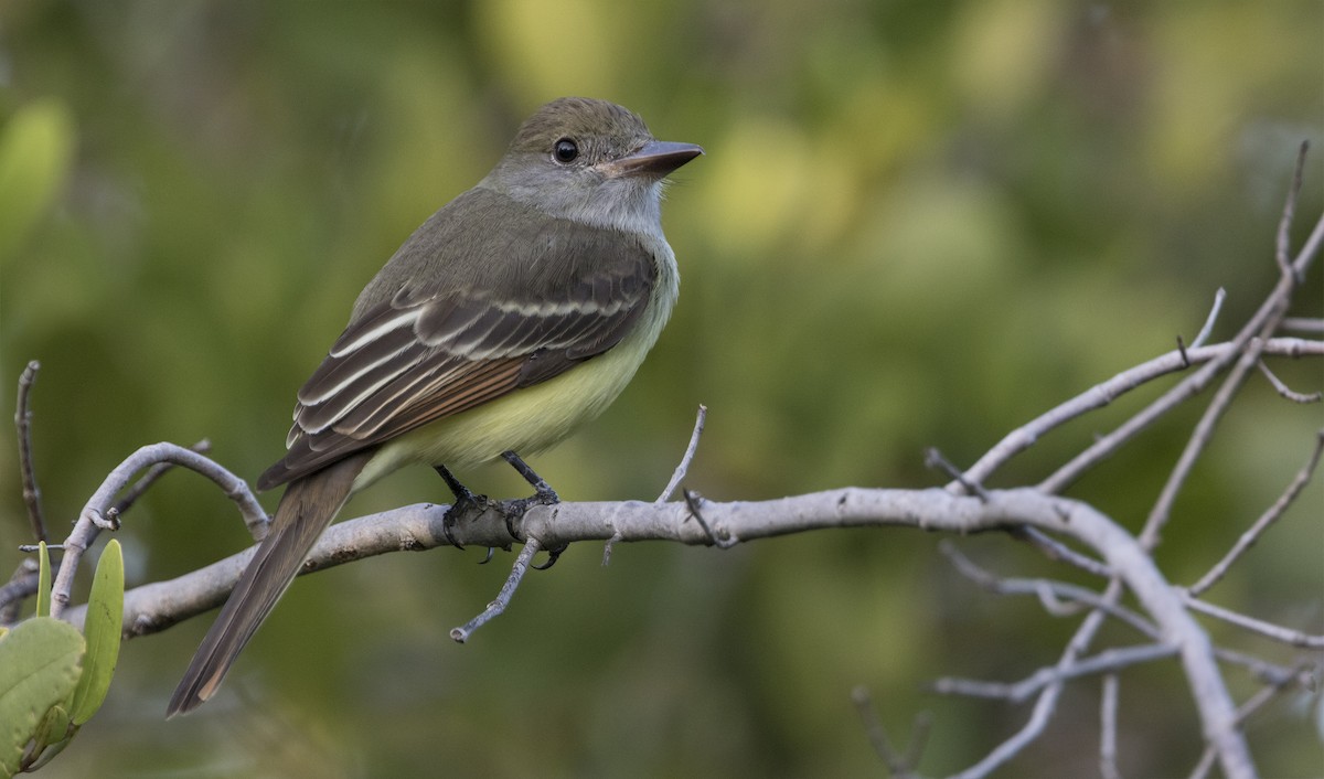 Great Crested Flycatcher - ML616315302