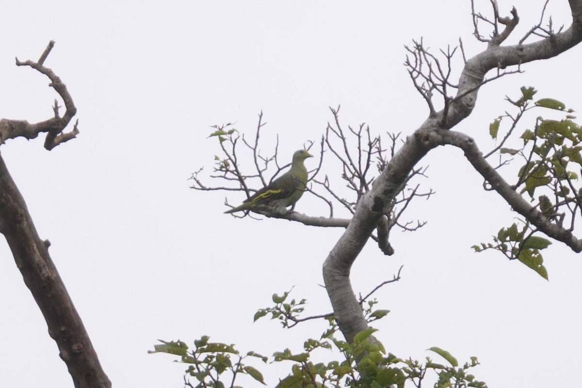 Сумбанский зелёный голубь - ML616315411