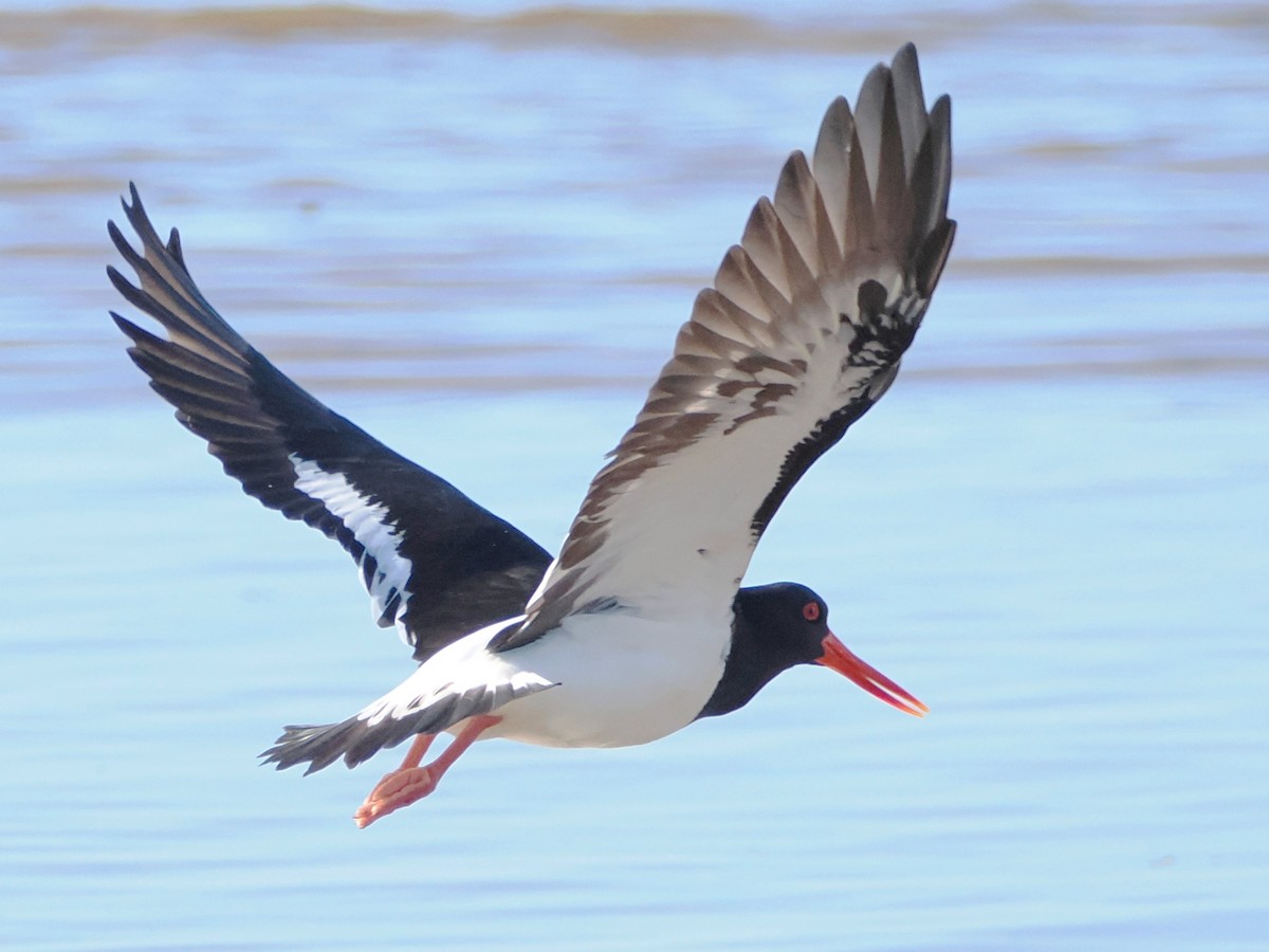 Pied Oystercatcher - Charles Lam