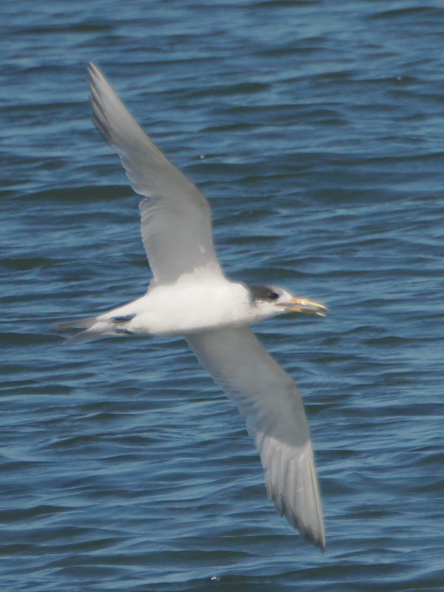 Great Crested Tern - ML616315506