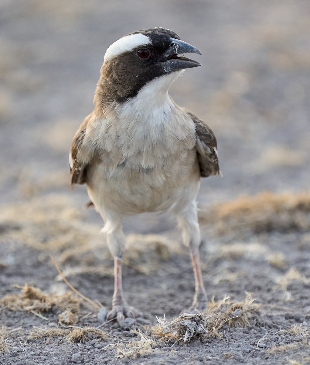 White-browed Sparrow-Weaver - ML616315651