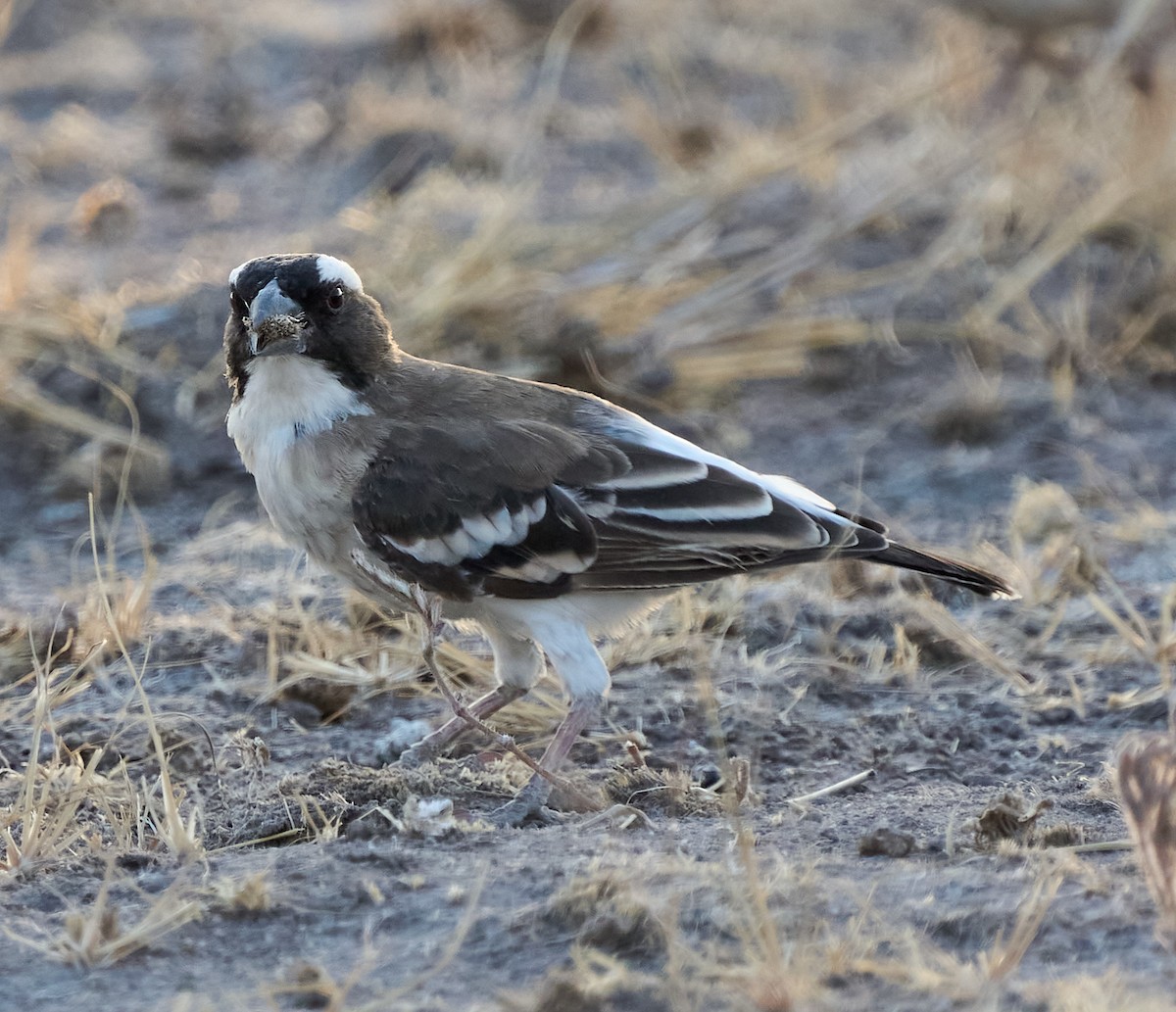 White-browed Sparrow-Weaver - ML616315652