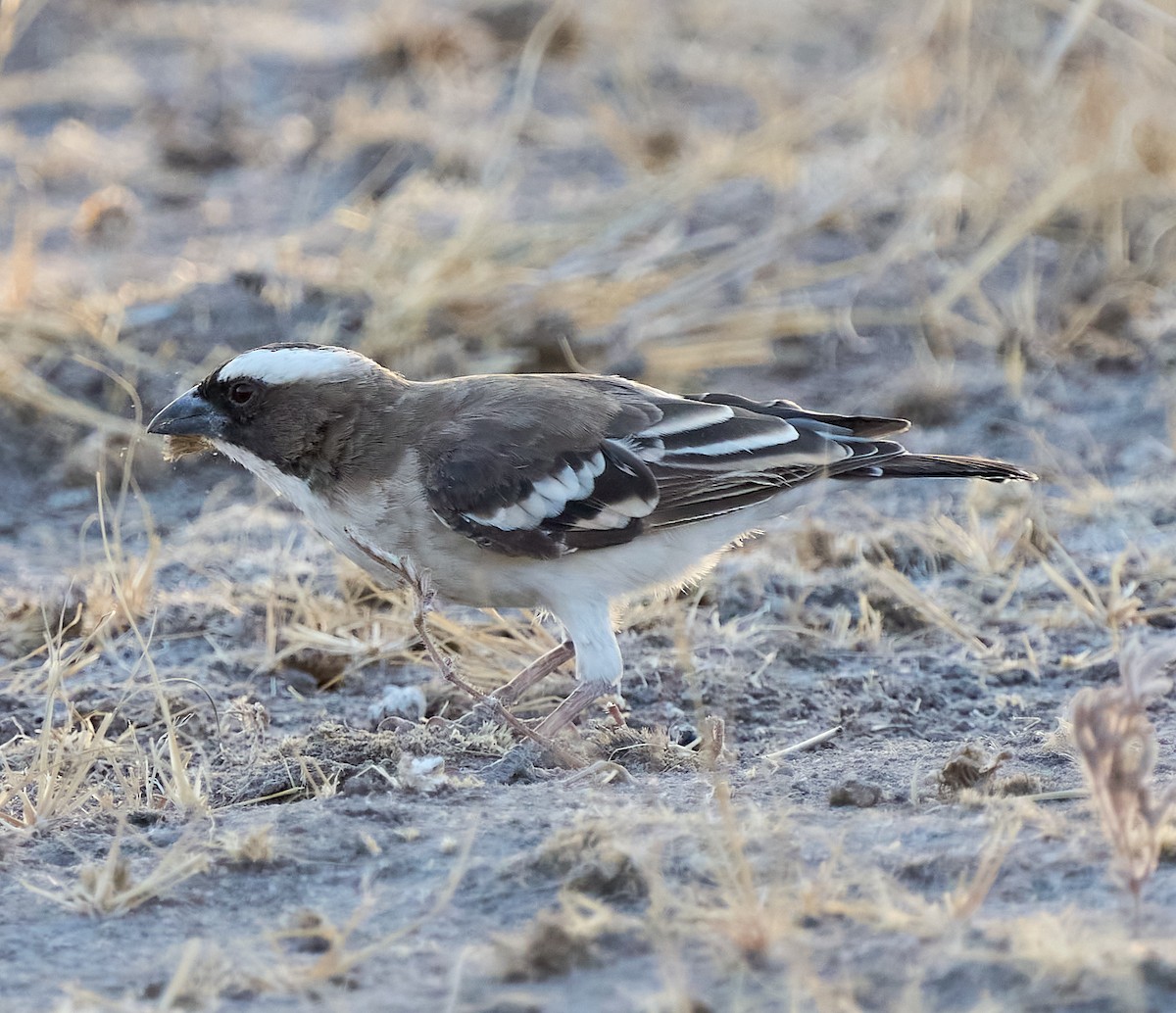 White-browed Sparrow-Weaver - ML616315653