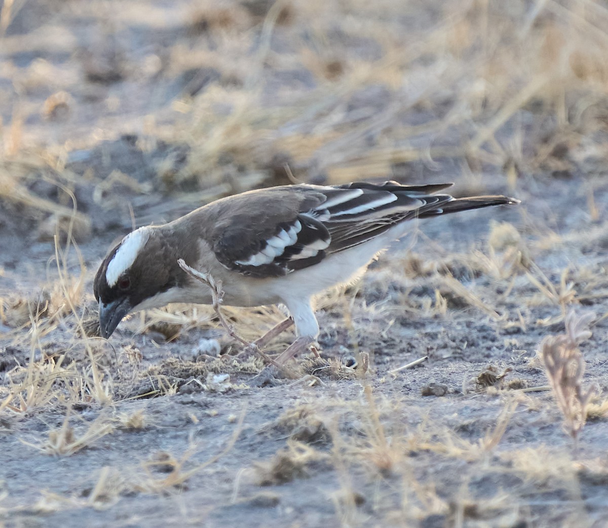 White-browed Sparrow-Weaver - ML616315654