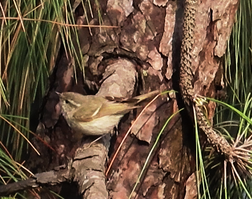 Hume's Warbler - ML616315820