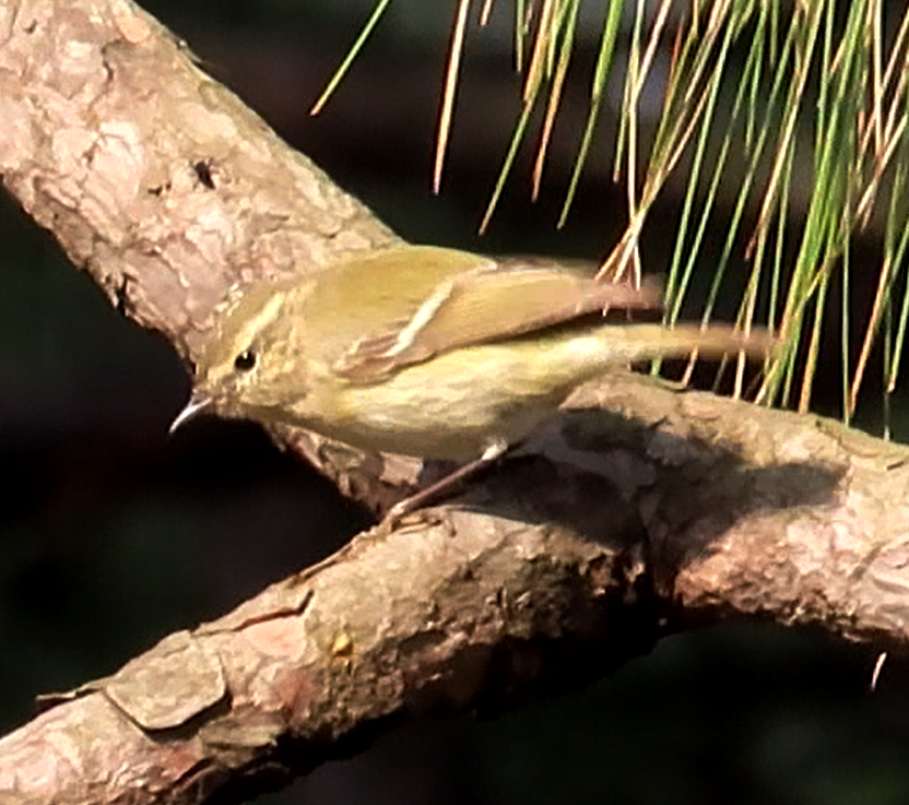 Hume's Warbler - ML616315821