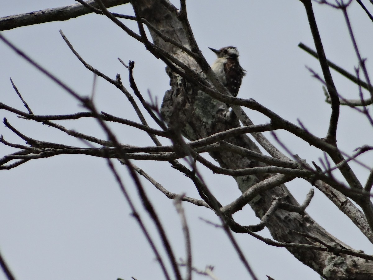 Brown-capped Pygmy Woodpecker - ML616315956