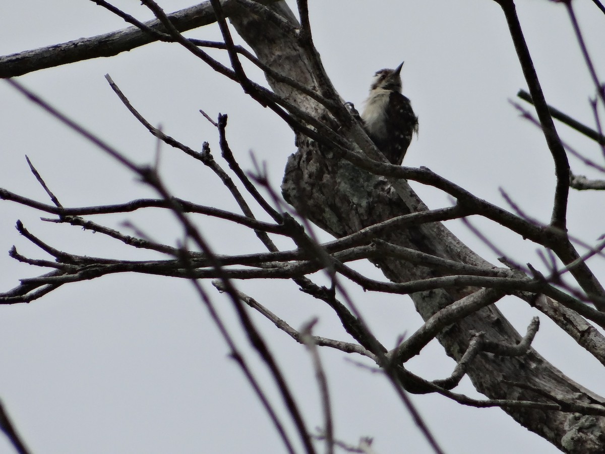 Brown-capped Pygmy Woodpecker - ML616315957
