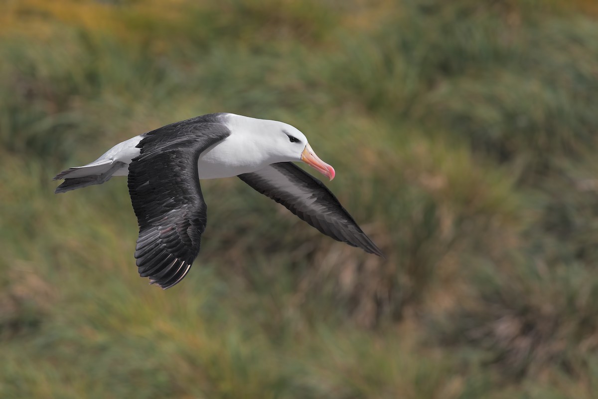 Black-browed Albatross (Black-browed) - ML616315961