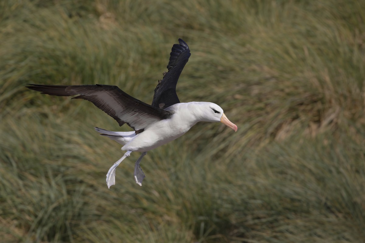 Black-browed Albatross (Black-browed) - ML616315963