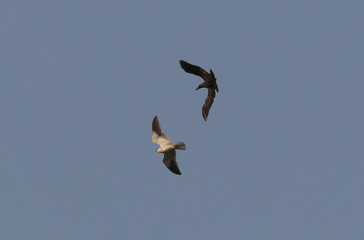 Black-winged Kite - ML616315978