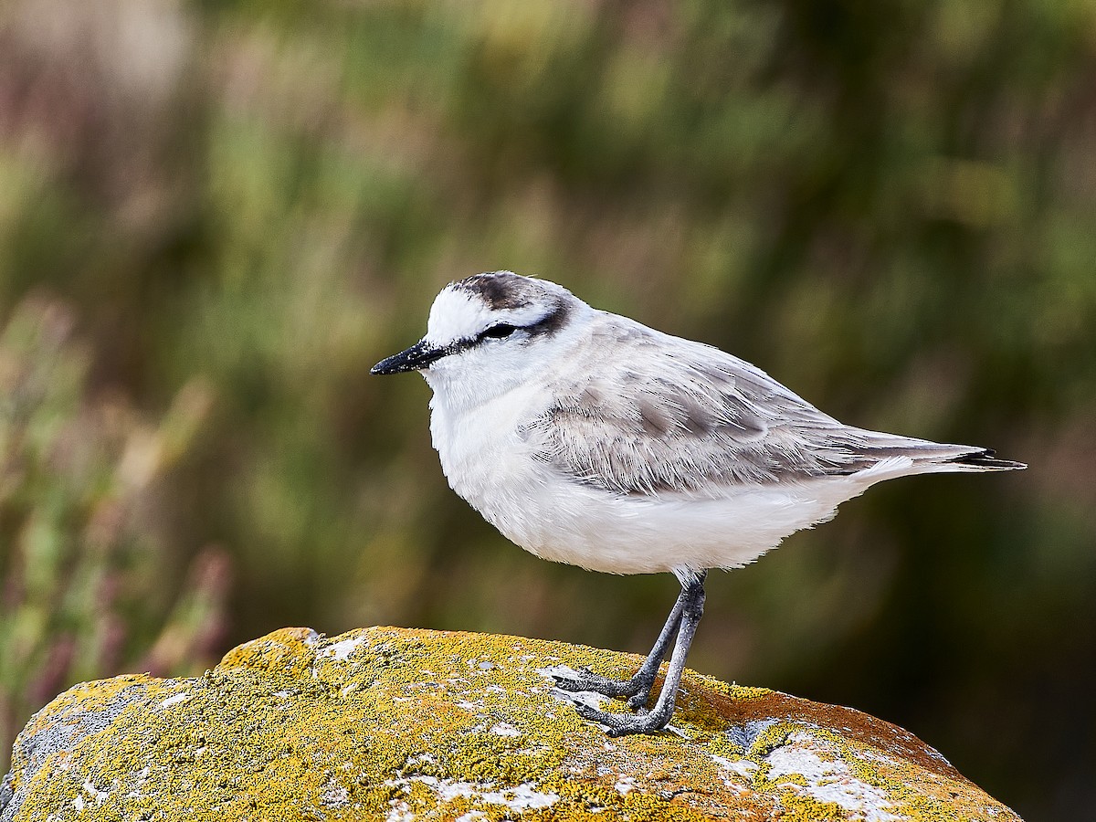White-fronted Plover - ML616316009