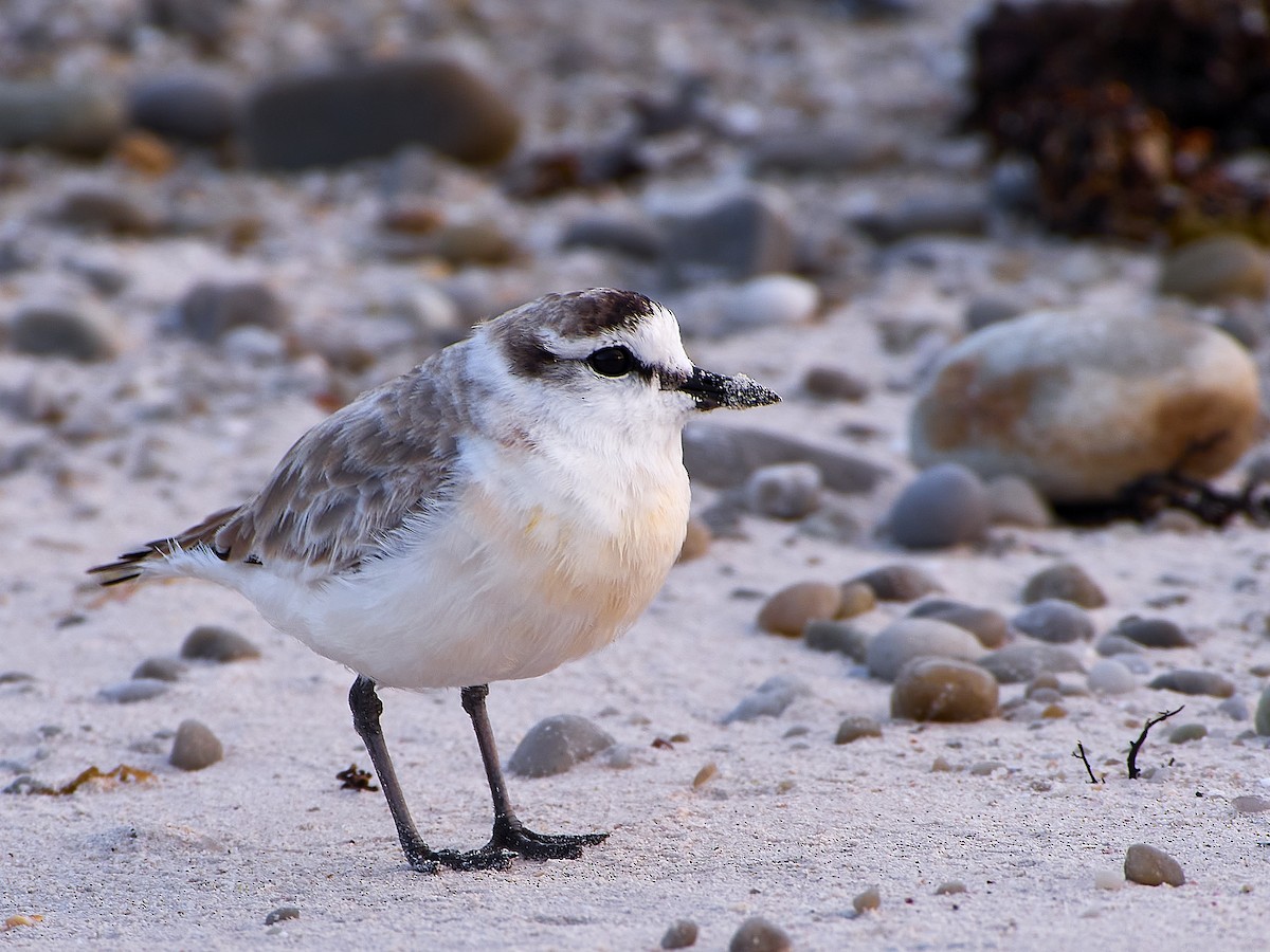 White-fronted Plover - ML616316013