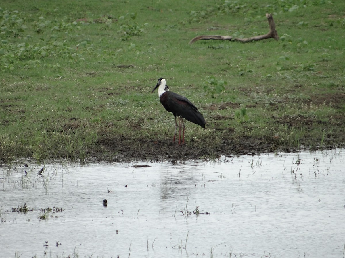 Asian Woolly-necked Stork - ML616316047