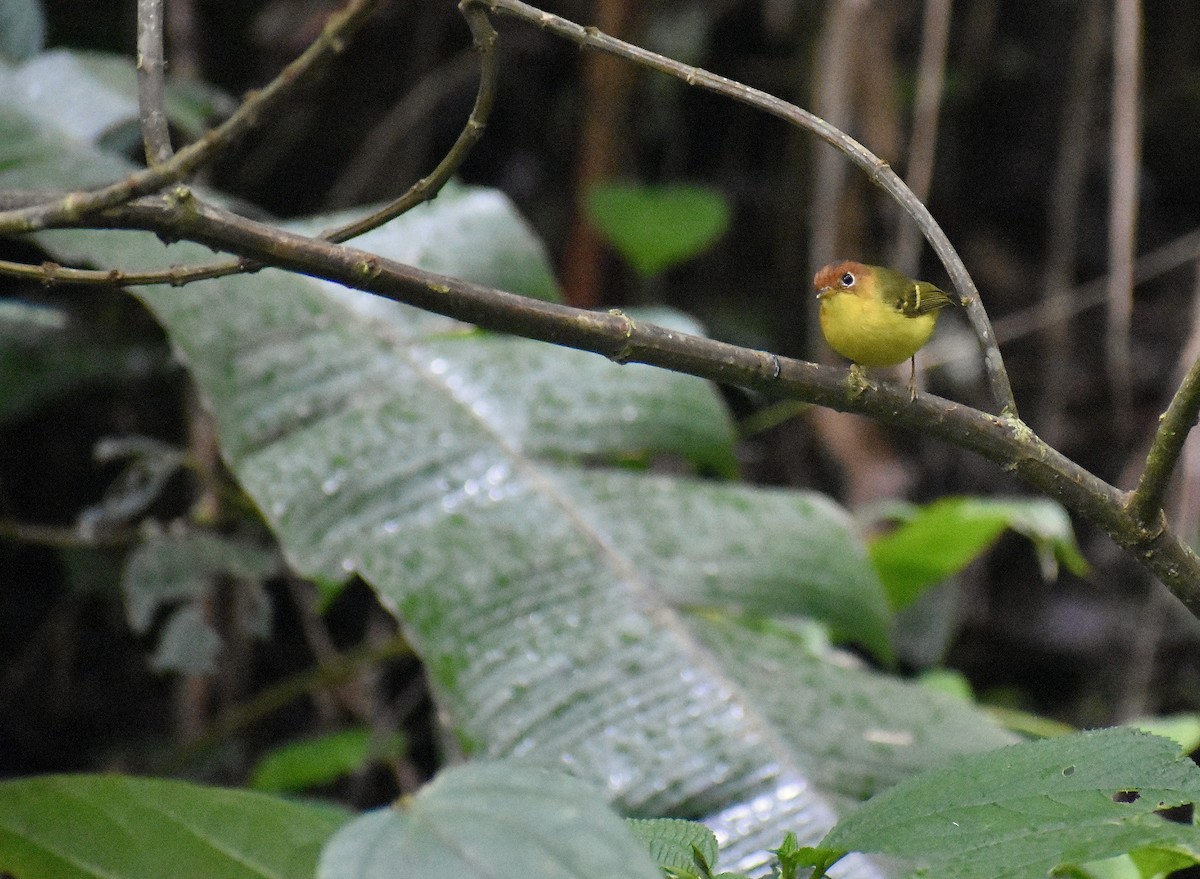 Yellow-bellied Warbler - ML616316060