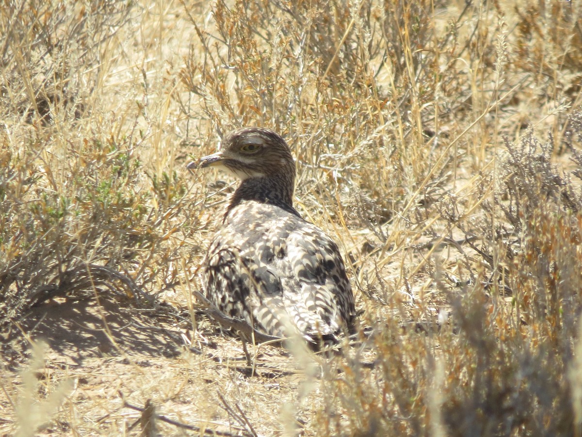 Spotted Thick-knee - ML616316061