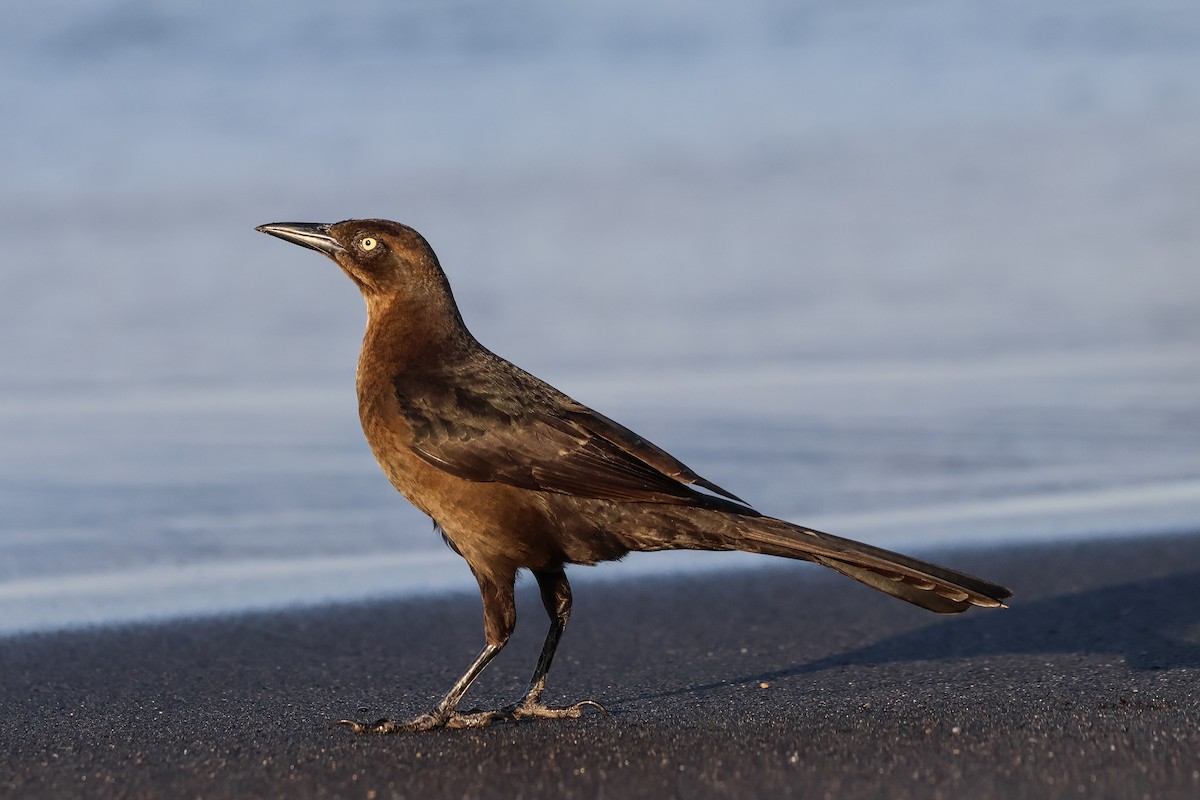 Great-tailed Grackle - ML616316063