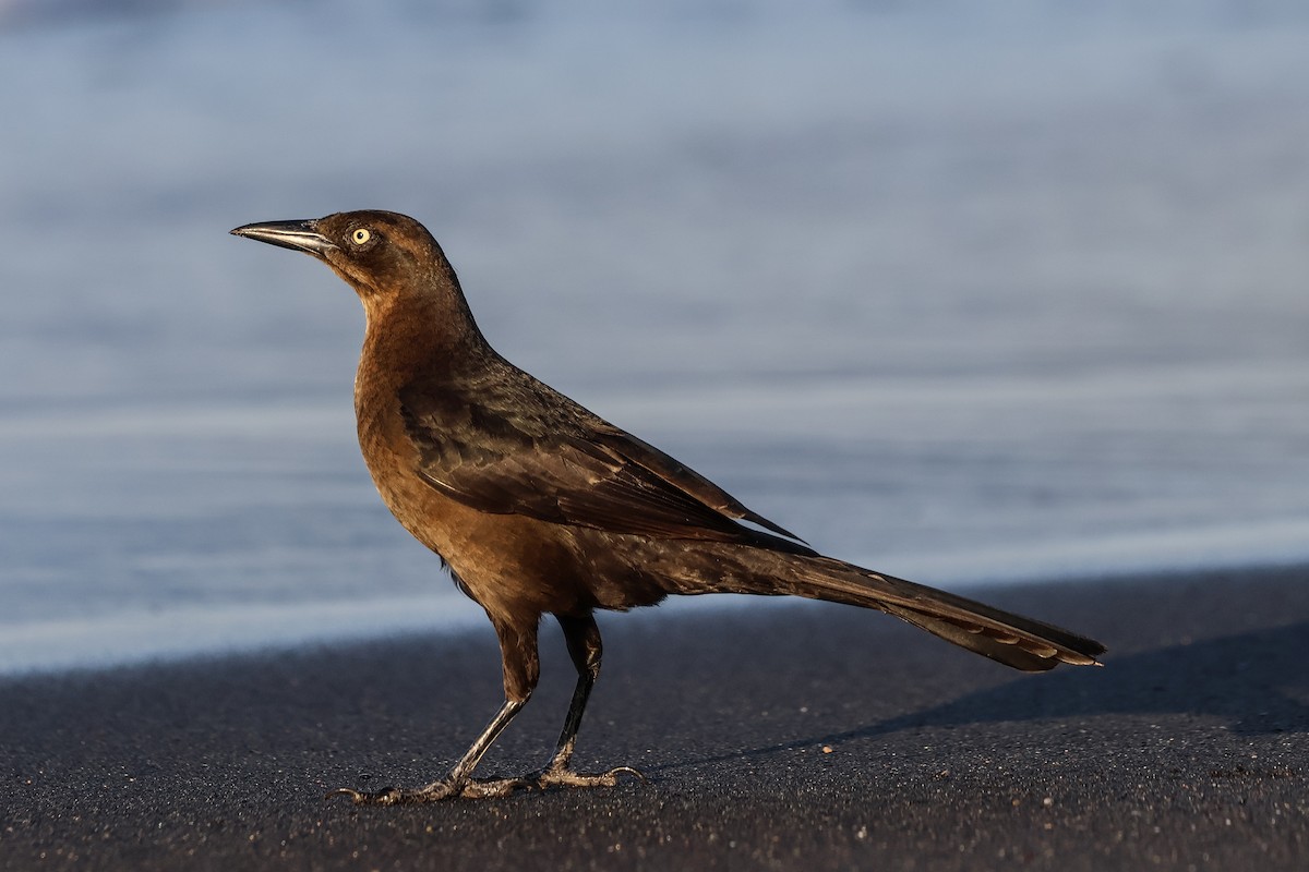 Great-tailed Grackle - ML616316065