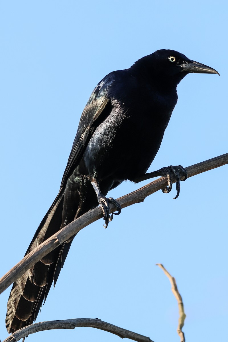 Great-tailed Grackle - ML616316082