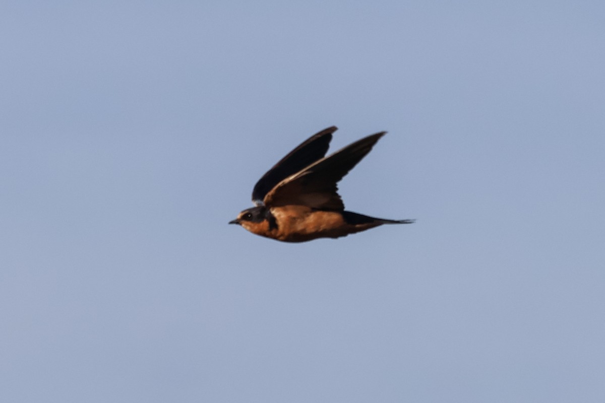 Barn Swallow - ML616316124