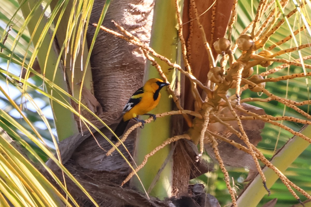 Spot-breasted Oriole - ML616316127
