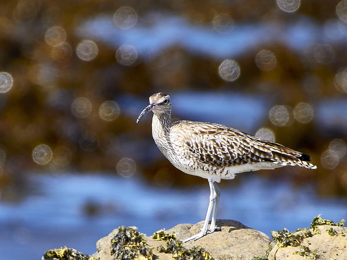 Whimbrel/Eurasian Curlew - ML616316197