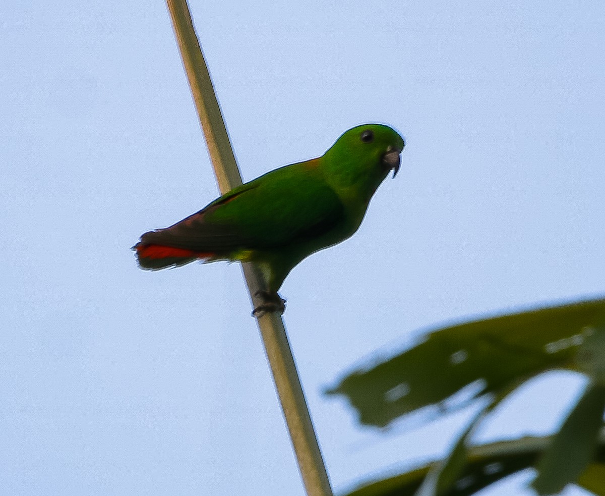 Blue-crowned Hanging-Parrot - ML616316320