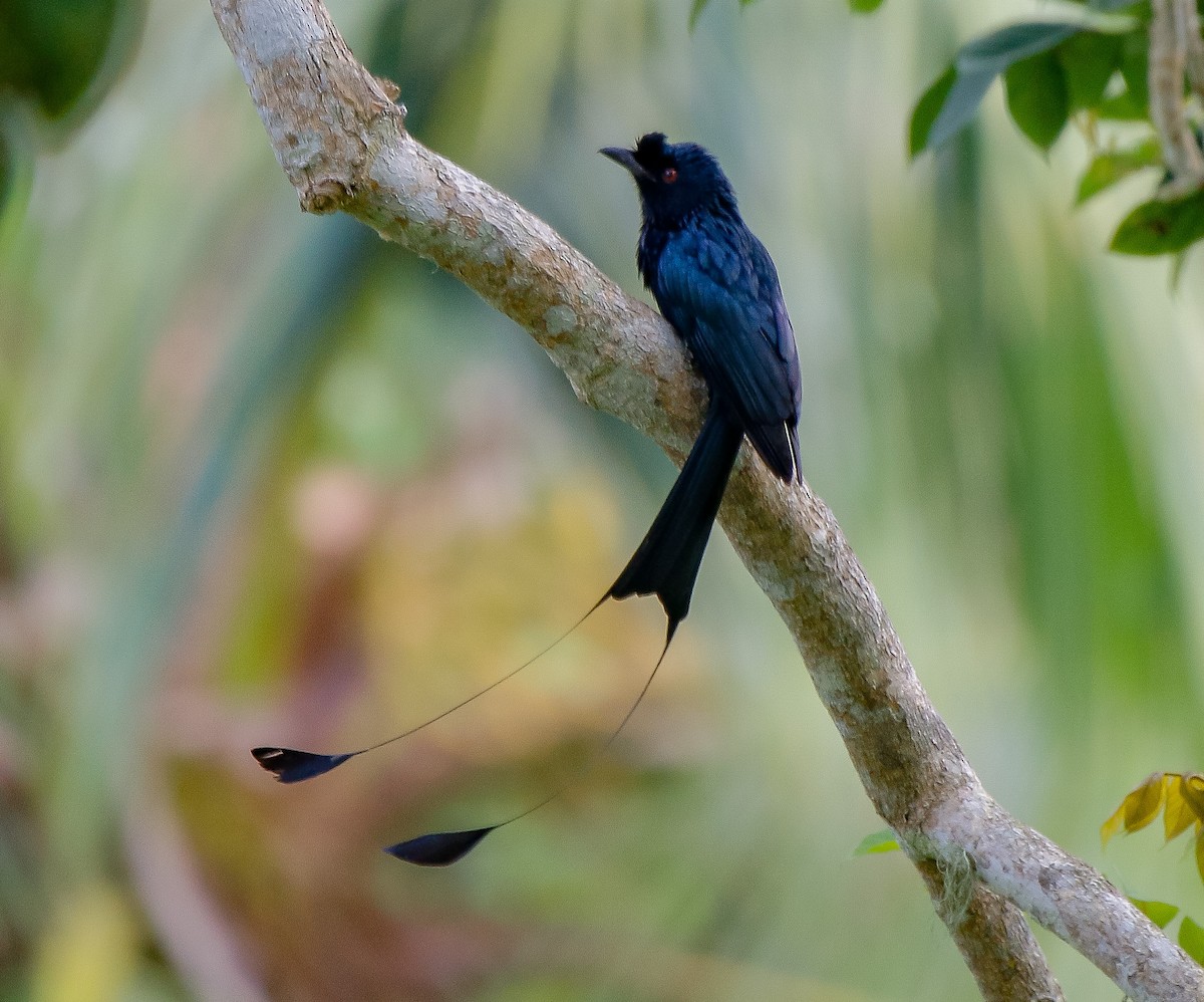 Greater Racket-tailed Drongo - ML616316322