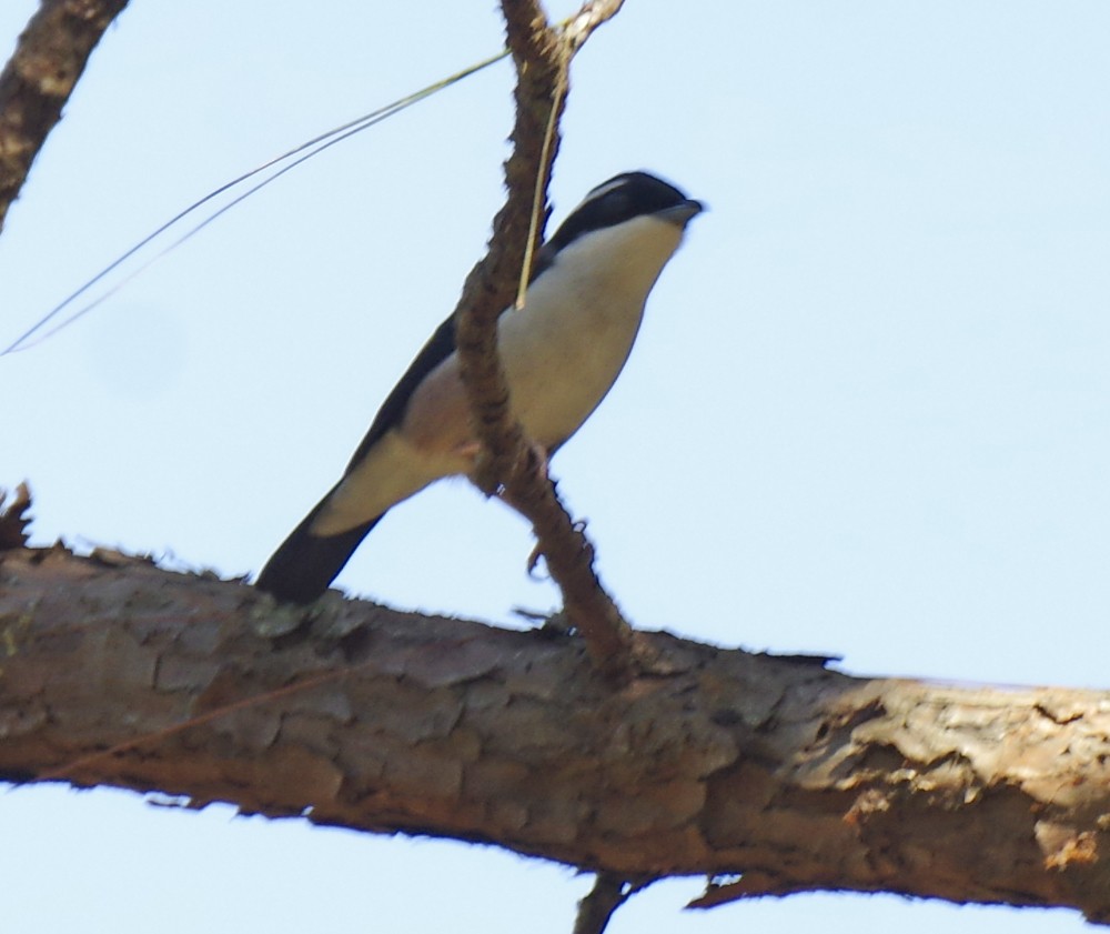 White-browed Shrike-Babbler (Dalat) - ML616316389