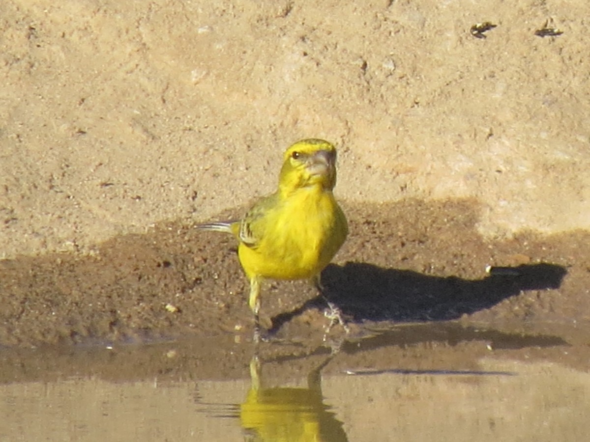 Yellow Canary - ML616316579