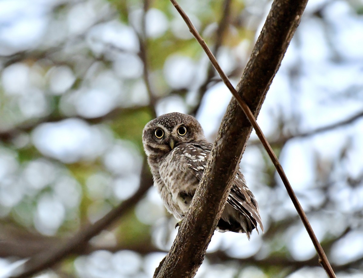 Spotted Owlet - ML616316618